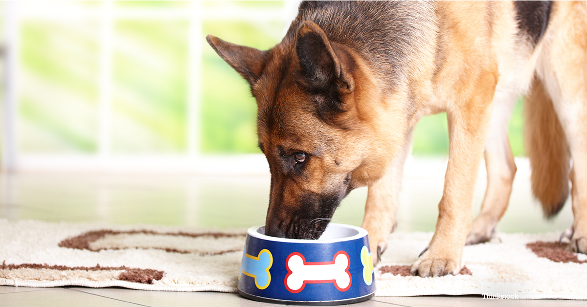 Striscette di pollo disidratato per cani: la ricetta