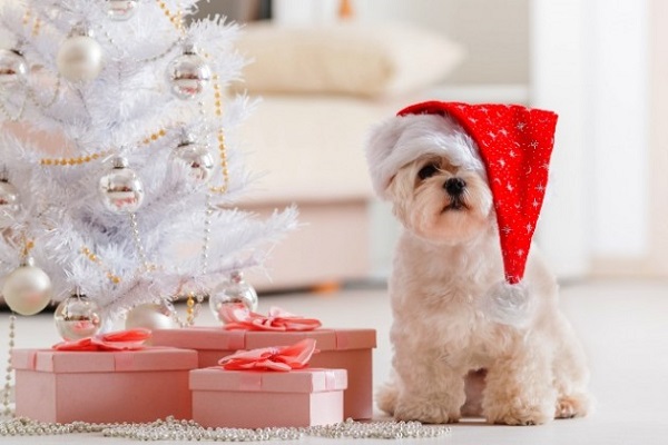 cane con cappello di natale