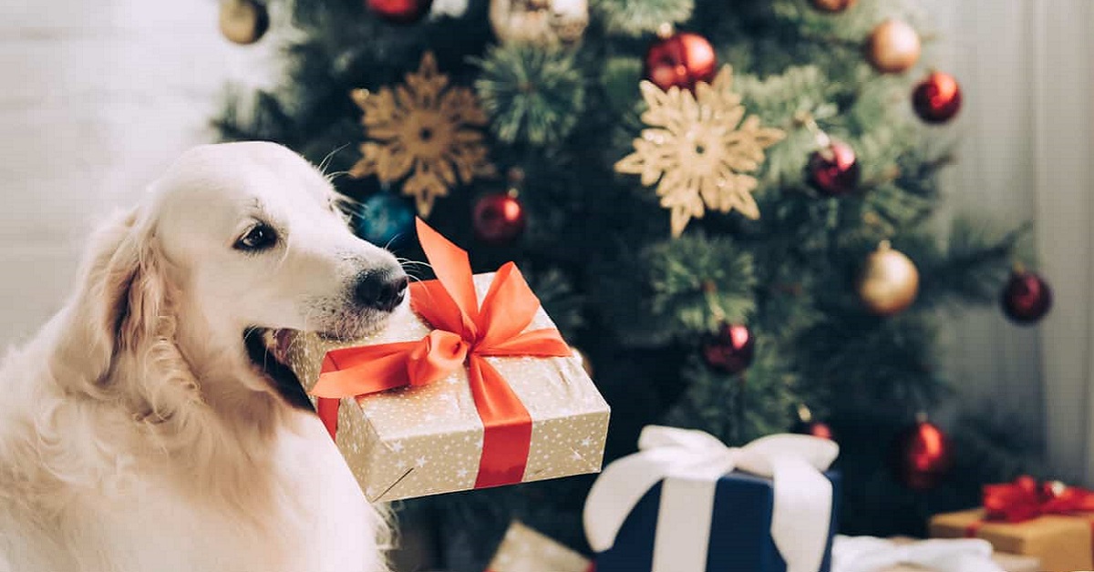 Problemi del cane a Natale: i pericoli che corre e come evitarli