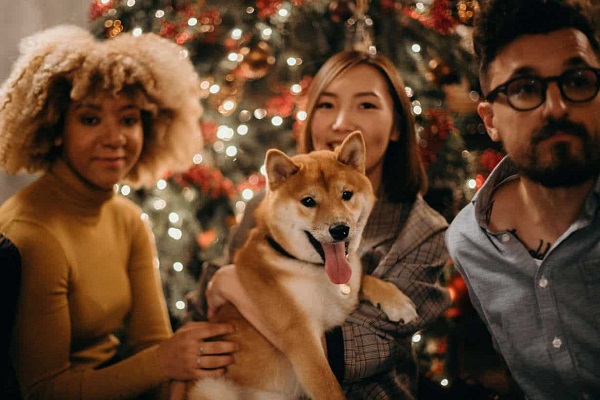 cane festeggia il natale