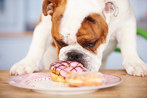 cane cerca di mangare ciambella