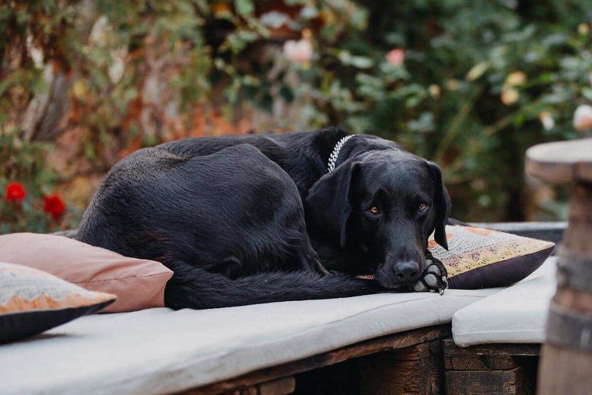 cane nero che dorme su un divano