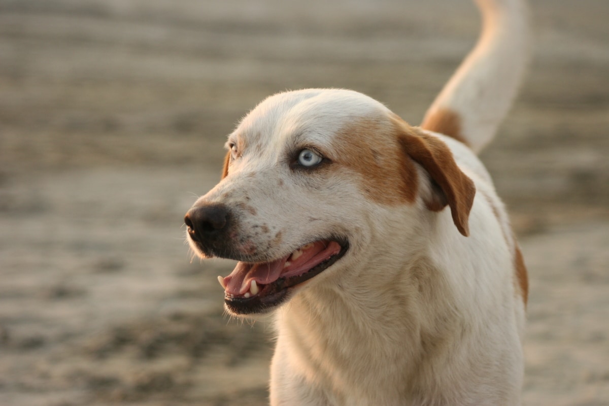 cane con gli occhi celesti