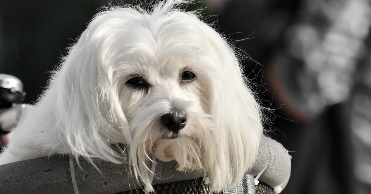 cane bianco a pelo lungo