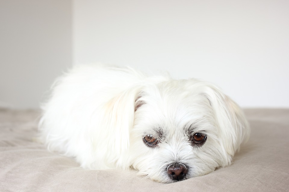 10 razze di cani piccoli ma a pelo (davvero) lungo