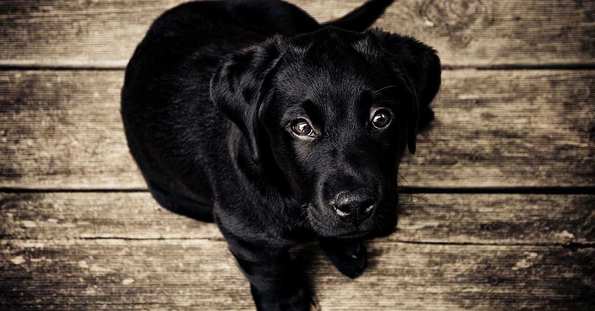 Il cane cerca approvazione? Sì, ed ecco cosa puoi fare