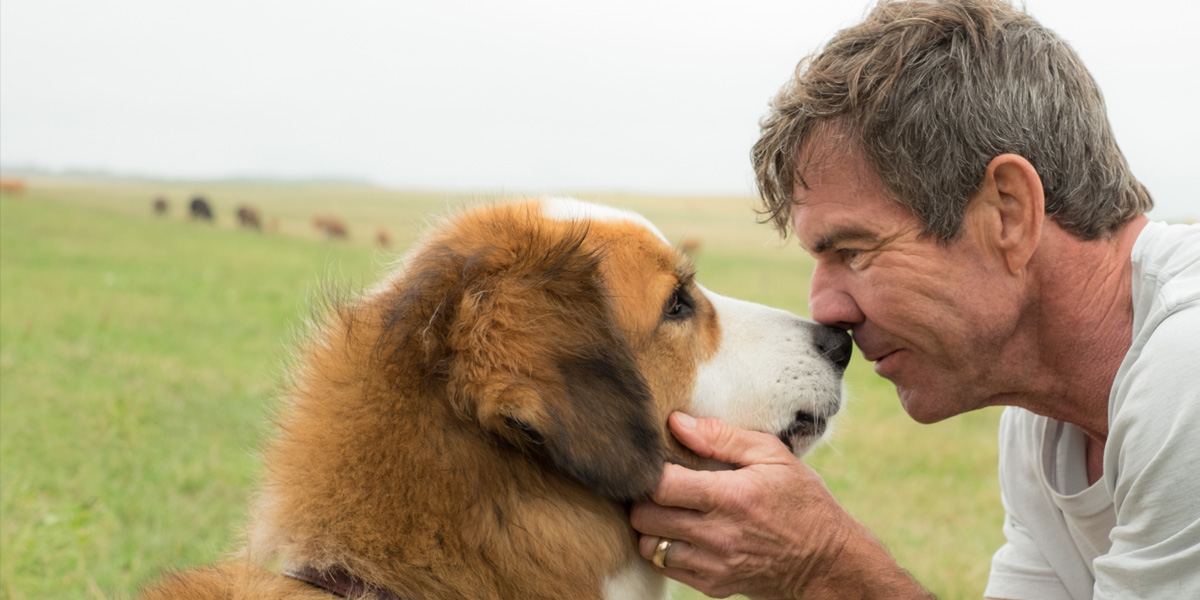 Ricordate Bailey? Ecco tutta la verità sul cane di Qua La Zampa