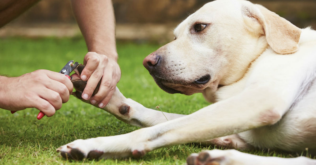 Quanto velocemente crescono le unghie del cane?