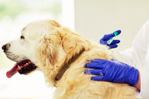 vaccinazione del cane