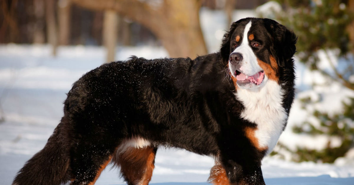 10 razze di cani che sbavano: quali sono e cosa sapere