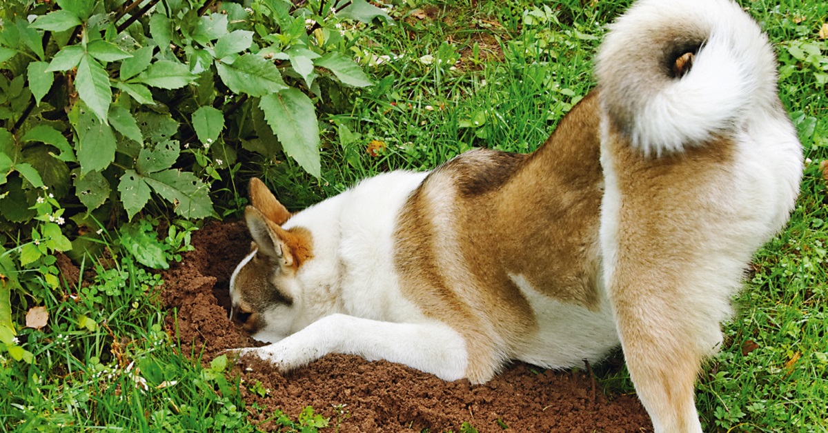 cane husky che scava