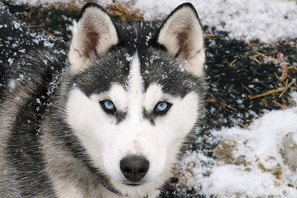 cane husky