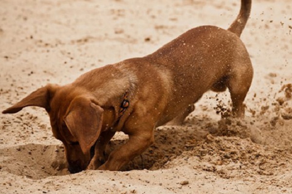 cane che scava 