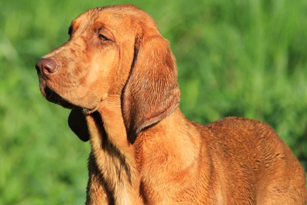 redbone coonhound