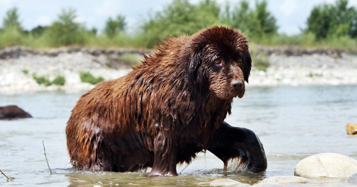 5 razze di cani con le zampe palmate (e perché sono così)