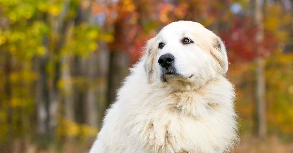 6 razze di cane da fattoria, da conoscere (e amare)