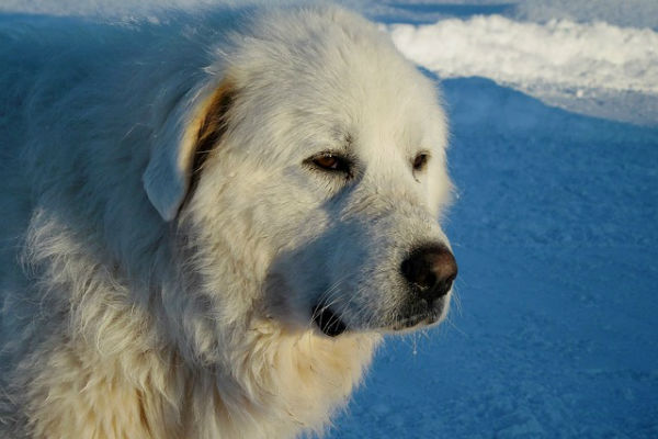 cane che guarda