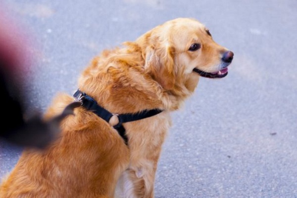 cane golden retriever