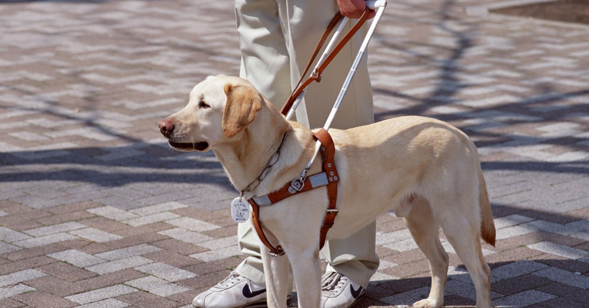5 razze di cani per disabili: le migliori e le più adatte
