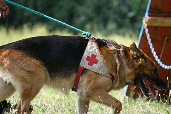 cane guida pastore tedesco