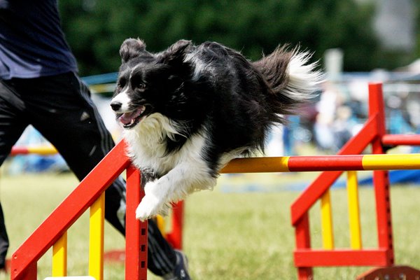 border collie