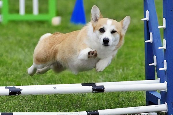 welsh corgi