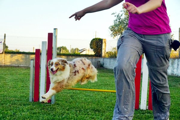 australian shepherd