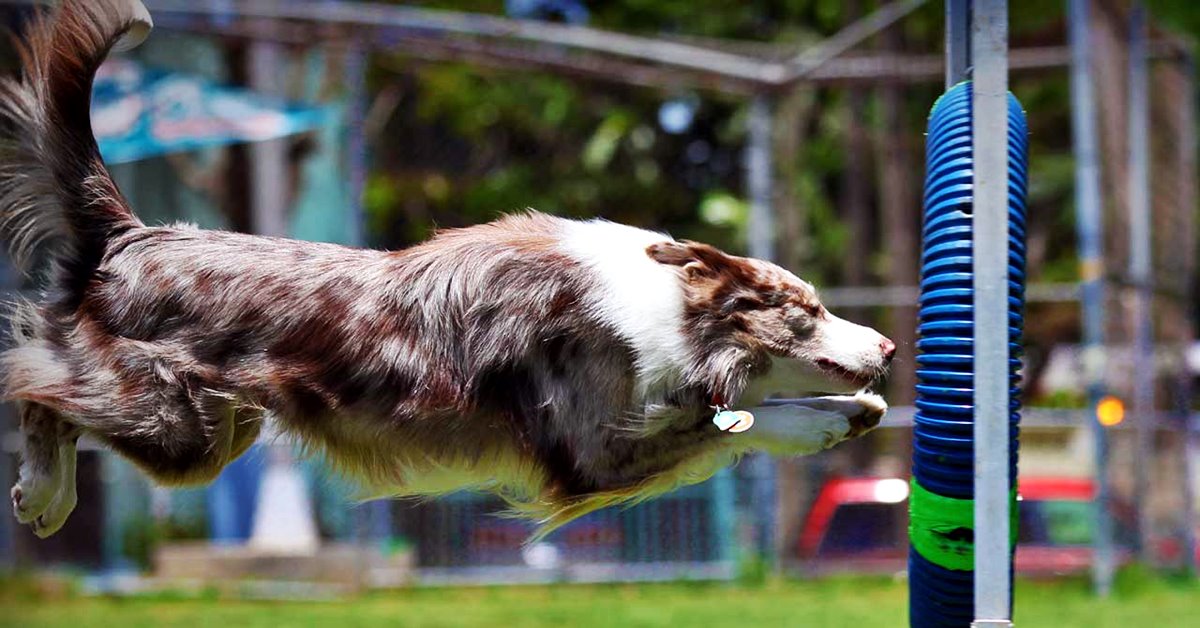 5 razze di cani perfette per l’agility: intelligenti e veloci