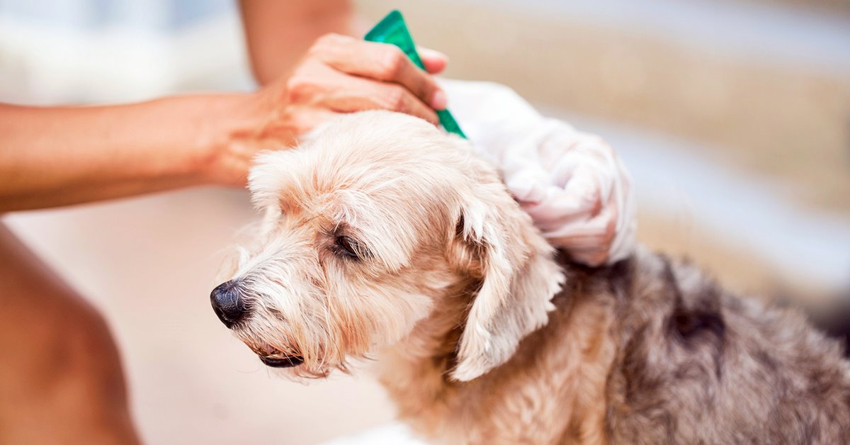 Reazioni avverse agli antipulci nel cane: cosa bisogna sapere