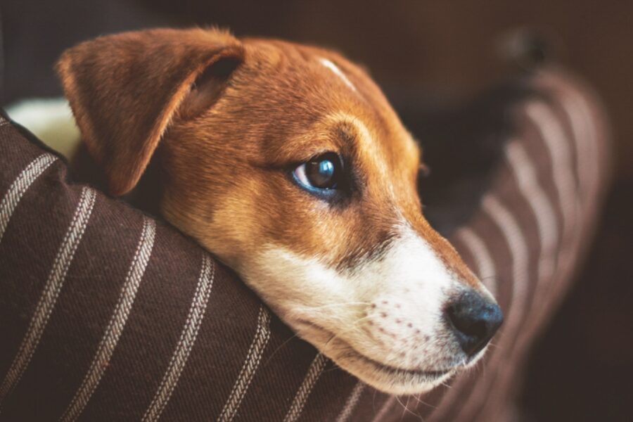 cane accucciato