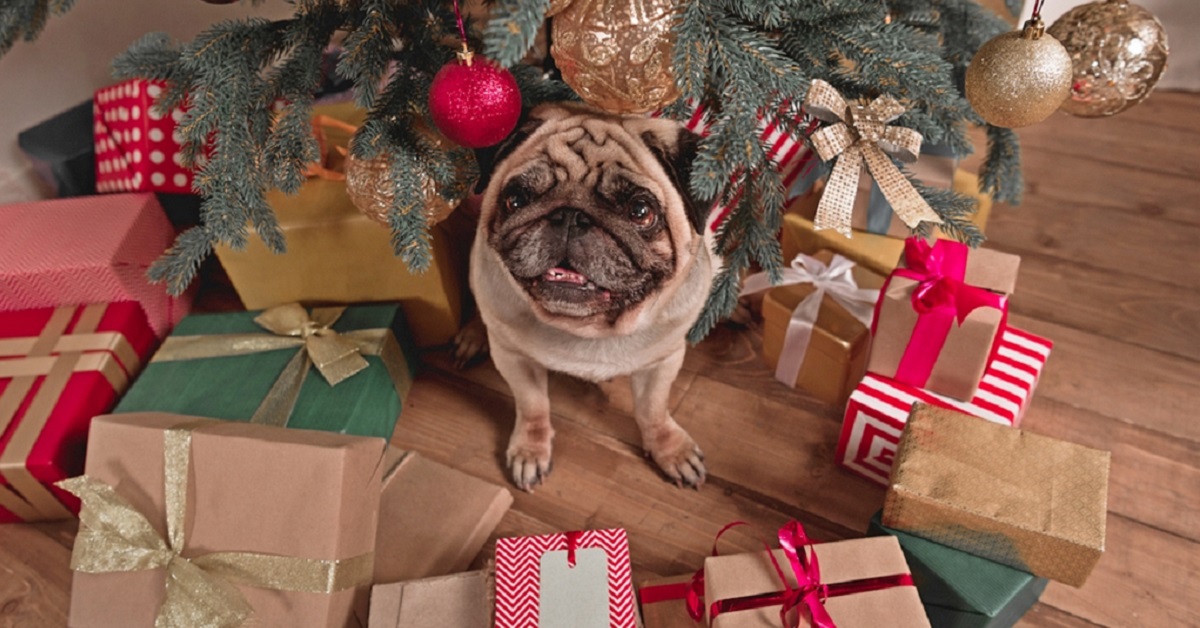 10 regali di Natale ideali per il cane: cosa fargli trovare sotto l’albero