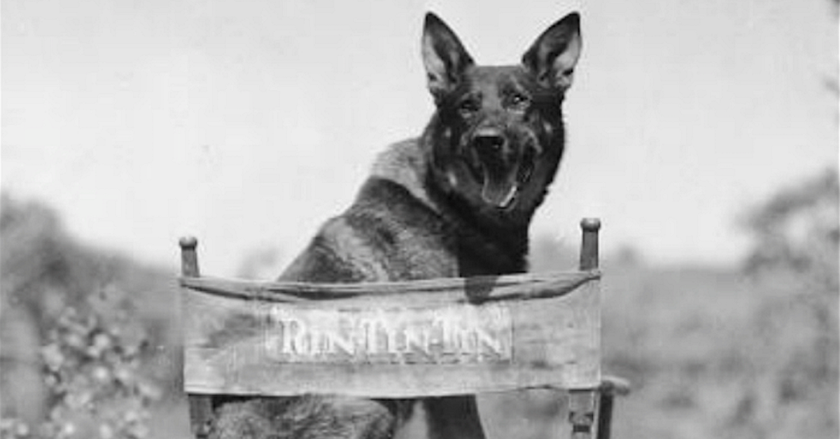 Ricordate Rin Tin Tin? Ecco tutta la verità sulla storia del cane attore