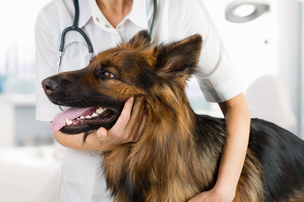cane pastore tedesco dal veterinario