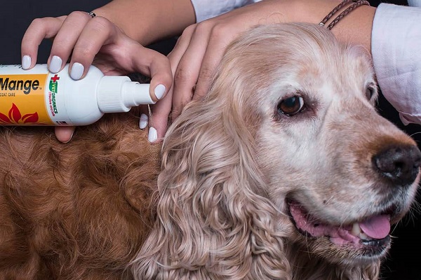 trattamento per la rogna nel cane