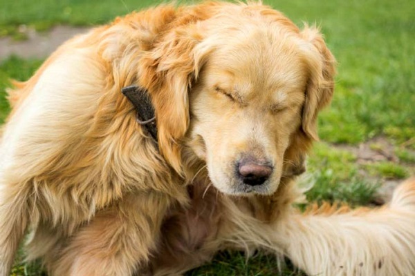 cane golden retriever