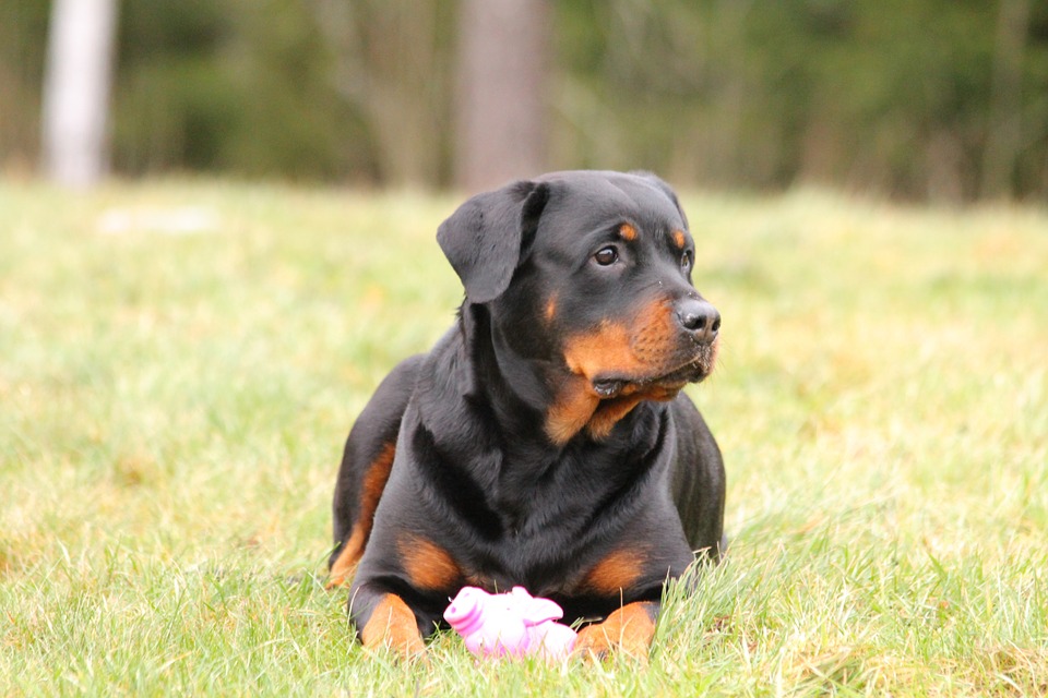 Come insegnare al cane a strisciare, velocemente