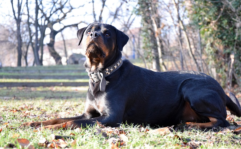 9 miti sull'aggressività del cane assolutamente da sfatare