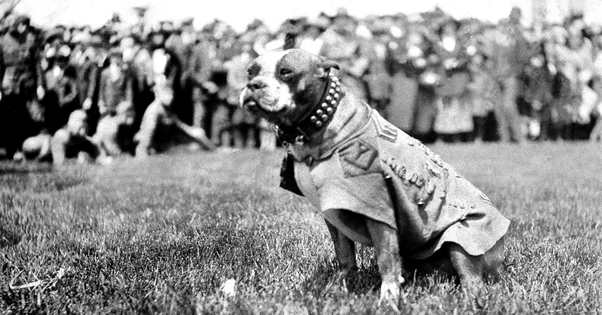 Conoscete il Sergente Stubby? Ecco la storia del cane militare