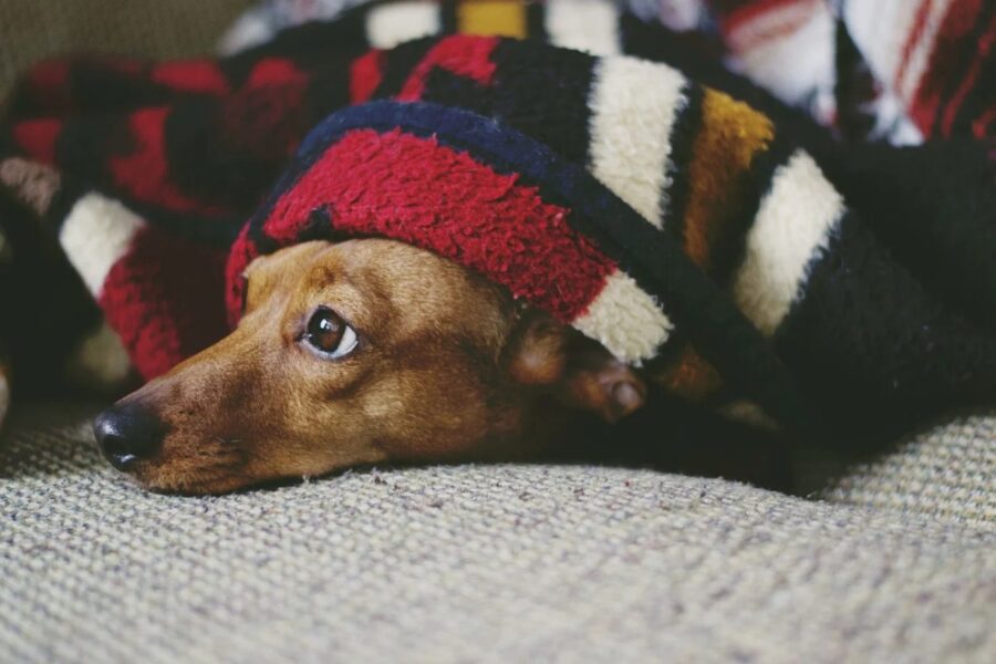 cane sotto la coperta