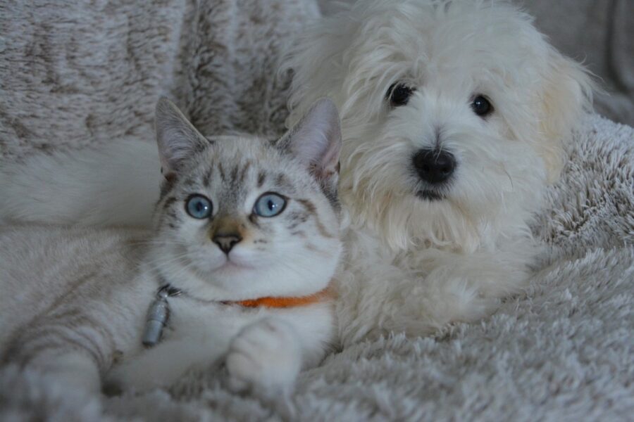 cane e gatto insieme