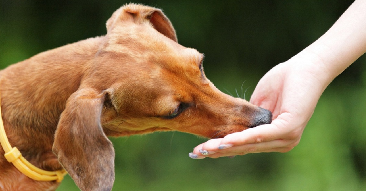 Snack al fegato per cani, la ricetta speciale per il tuo quattrozampe