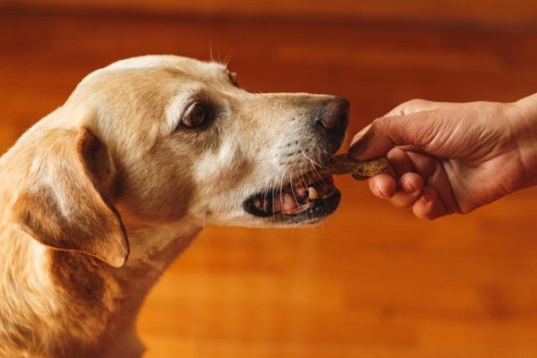 cane che mangia snack