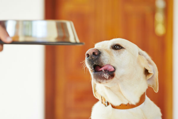 cane che aspetta il cibo