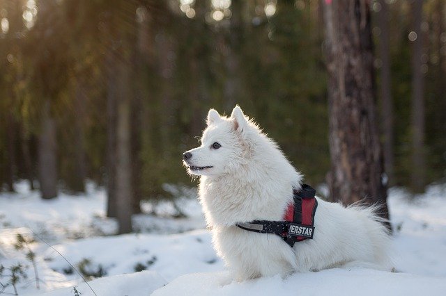 I cani si accorgono di avere le zampe fredde?