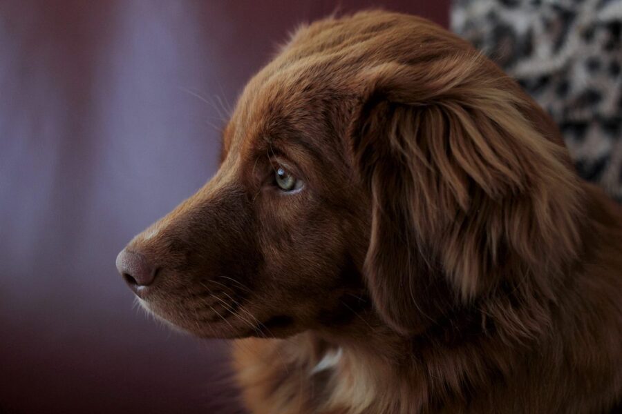 cane bellissimo marrone