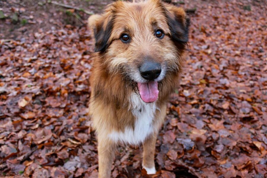 cane sulle foglie