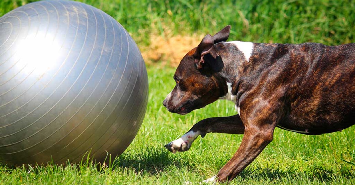 5 sport per cani che li addestrano e li fanno divertire