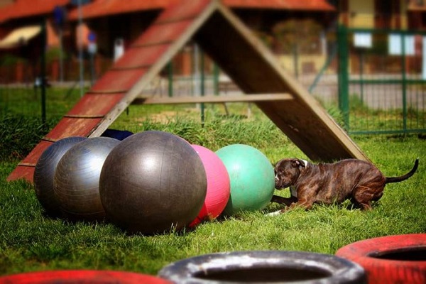 treiball per cani