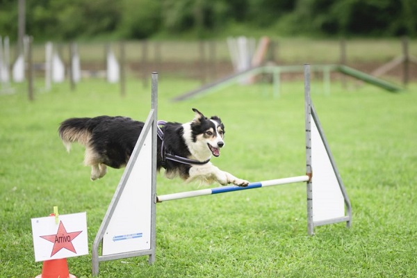 rally-O con cane