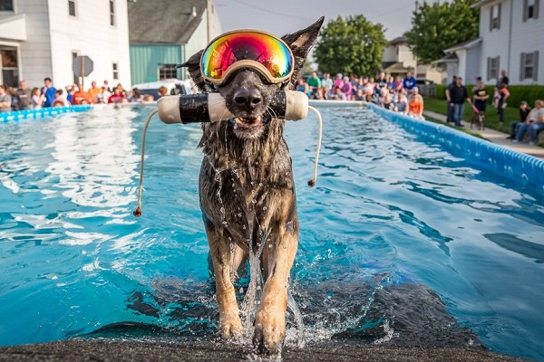 cane che ha fatto dock diving